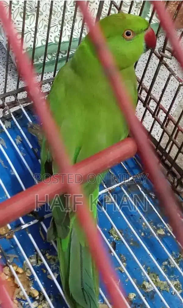 Healthy Active Male Green Parrot - Energetic Companion Bird