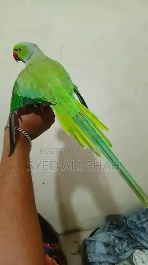 Photo - Green Ring Pair Talking Parrot Cage Accessory Large Size