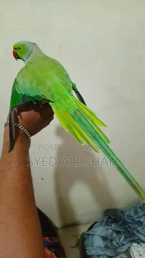 Green Ring Pair Talking Parrot Cage Accessory Large Size