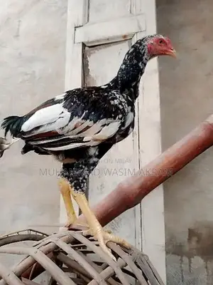 Premium Aseel Patha Fighting Rooster - Traditional Breed