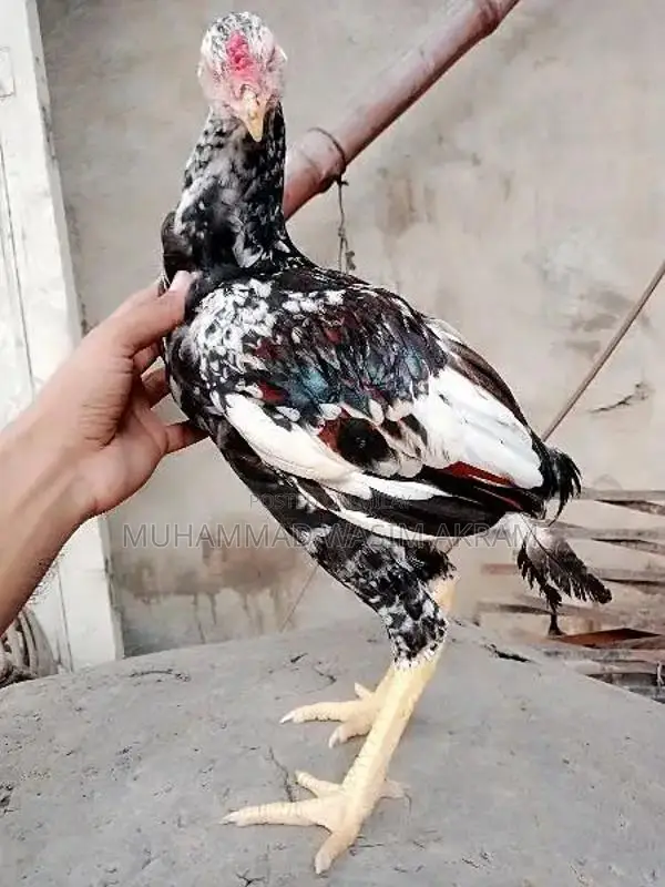Premium Aseel Patha Fighting Rooster - Traditional Breed