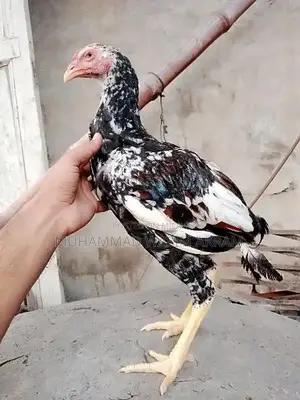 Premium Aseel Patha Fighting Rooster - Traditional Breed