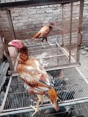 Premium Aseel Patha Fighting Rooster - Traditional Breed