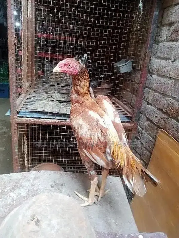 Premium Aseel Patha Fighting Rooster - Traditional Breed