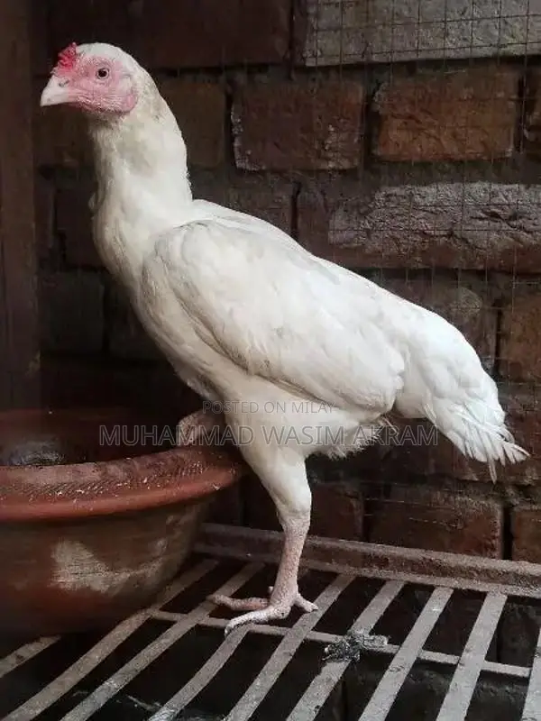 Premium Aseel Patha Fighting Rooster - Traditional Breed
