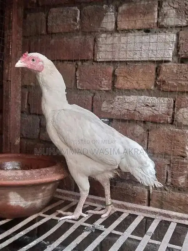 Premium Aseel Patha Fighting Rooster - Traditional Breed