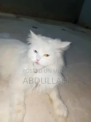 Photo - Rare Persian Cat with Heterochromia - Unique Eye Color