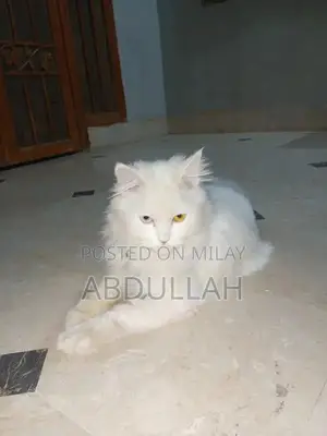 Rare Persian Cat with Heterochromia - Unique Eye Color