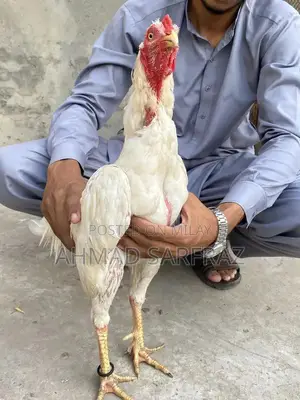 White Heera Aseel Rooster - Traditional Breed Poultry