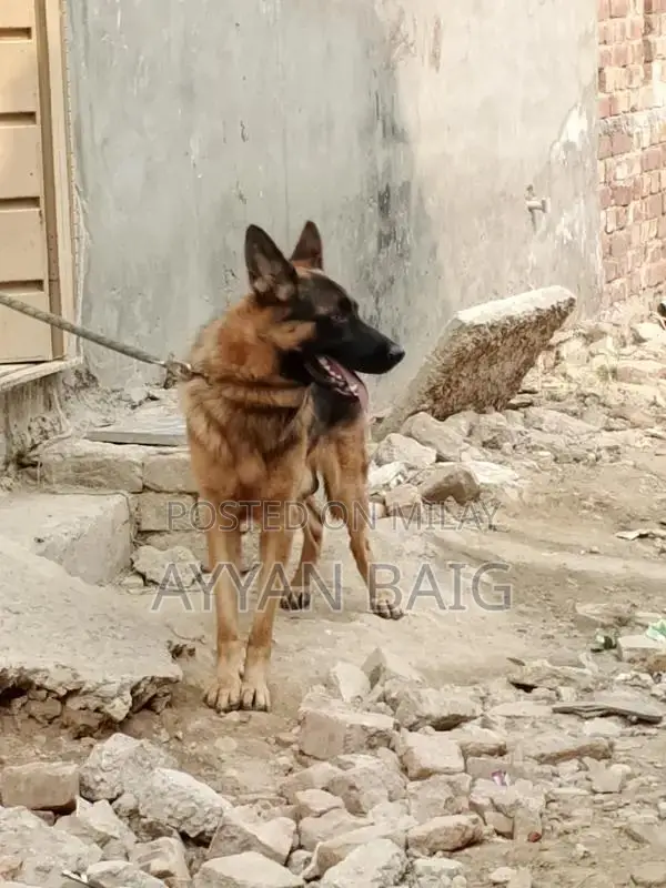 Healthy Active Dog with Full Coat