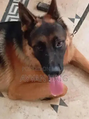 Healthy Active Dog with Full Coat