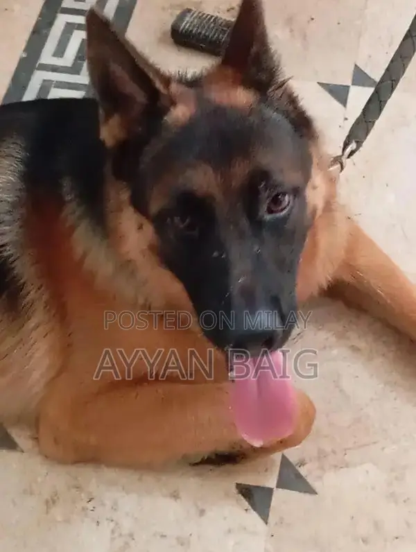 Healthy Active Dog with Full Coat