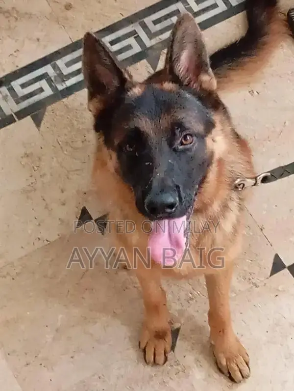 Healthy Active Dog with Full Coat