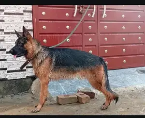 Healthy Active Dog with Full Coat