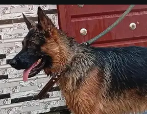 Healthy Active Dog with Full Coat
