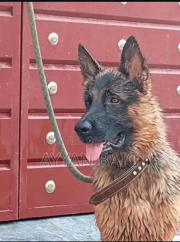 Healthy Active Dog with Full Coat