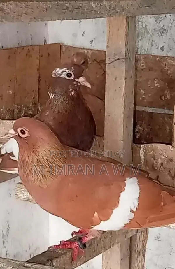 Exotic Small Animal Breeding Pair