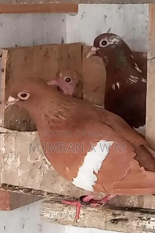 Exotic Small Animal Breeding Pair