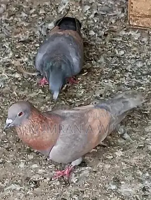 Exotic Small Animal Breeding Pair