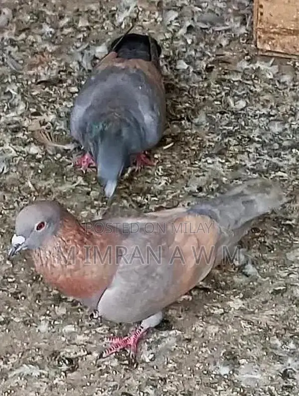 Exotic Small Animal Breeding Pair