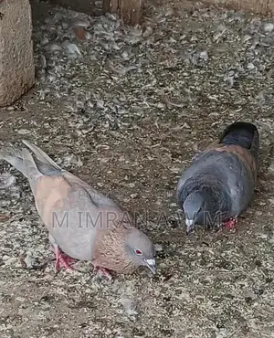 Exotic Small Animal Breeding Pair