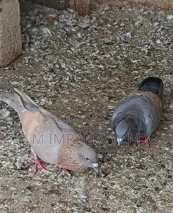Exotic Small Animal Breeding Pair
