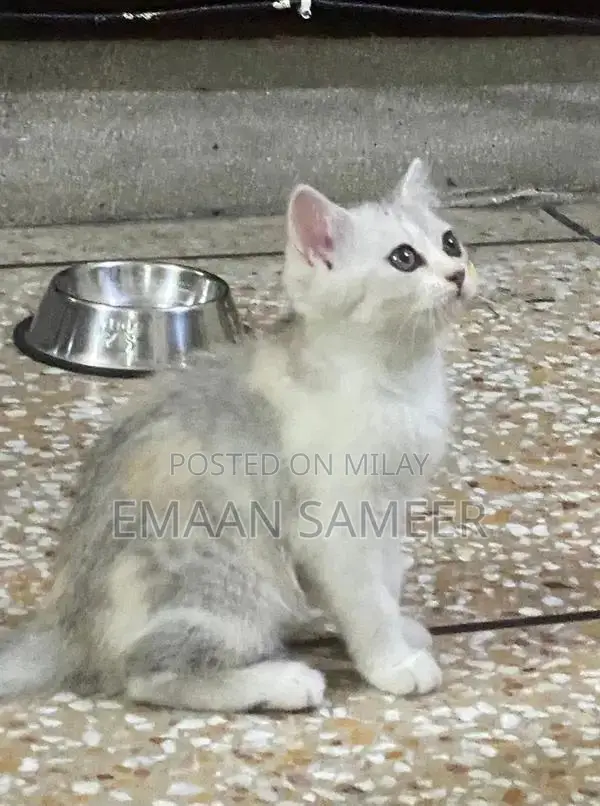 Adorable, Well-Trained Kittens Ready for Loving Homes