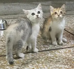 Adorable, Well-Trained Kittens Ready for Loving Homes