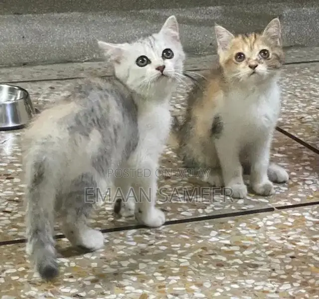 Adorable, Well-Trained Kittens Ready for Loving Homes