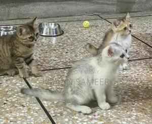 Adorable, Well-Trained Kittens Ready for Loving Homes