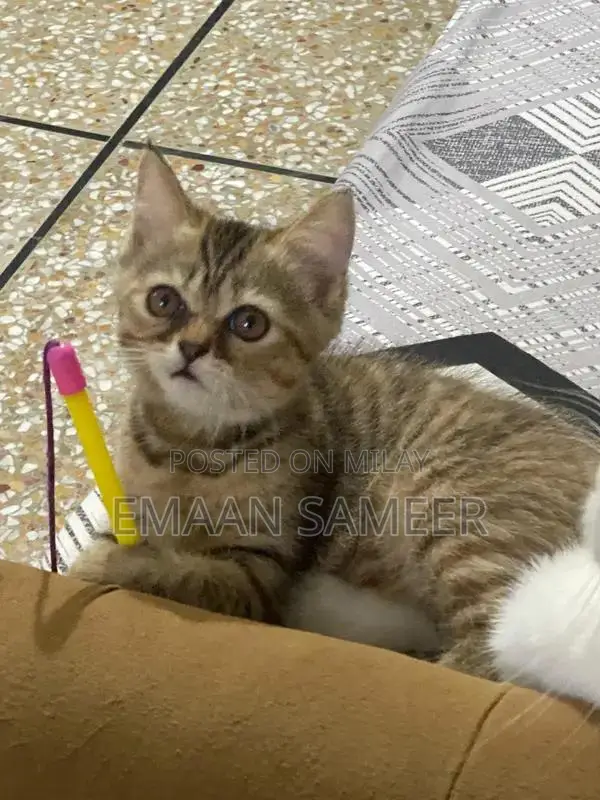 Adorable, Well-Trained Kittens Ready for Loving Homes