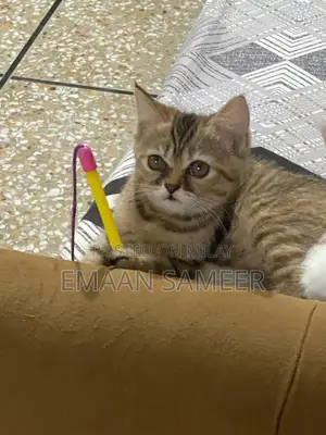 Adorable, Well-Trained Kittens Ready for Loving Homes