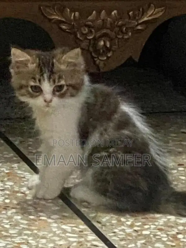 Adorable, Well-Trained Kittens Ready for Loving Homes