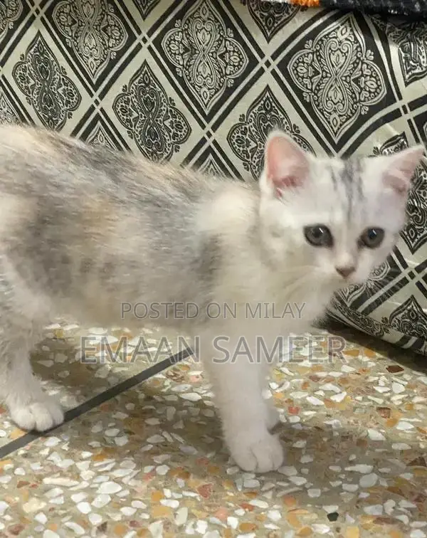 Adorable, Well-Trained Kittens Ready for Loving Homes