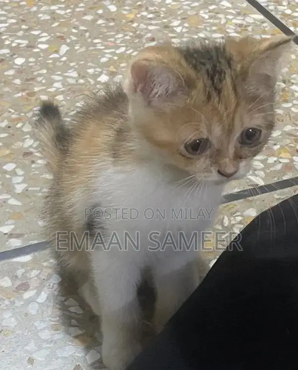 Adorable, Well-Trained Kittens Ready for Loving Homes