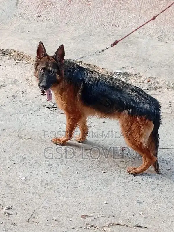 Long Coat German Shepherd Female Puppy, Show Quality