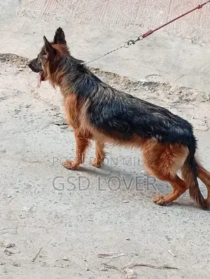 Long Coat German Shepherd Female Puppy, Show Quality