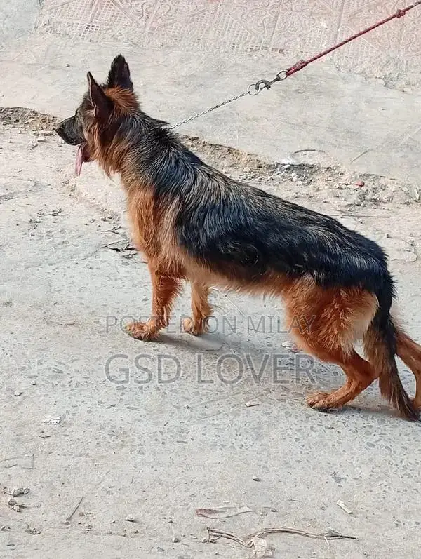 Long Coat German Shepherd Female Puppy, Show Quality