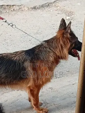 Long Coat German Shepherd Female Puppy, Show Quality