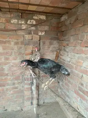 Authentic Aseel Chickens - High-Quality Breeding Pair