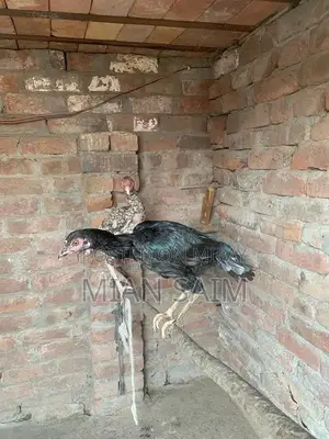 Authentic Aseel Chickens - High-Quality Breeding Pair