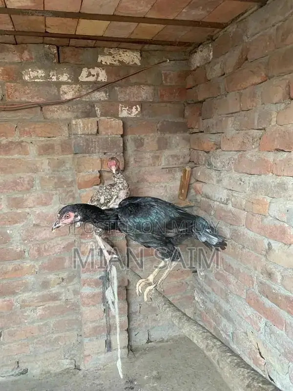 Authentic Aseel Chickens - High-Quality Breeding Pair