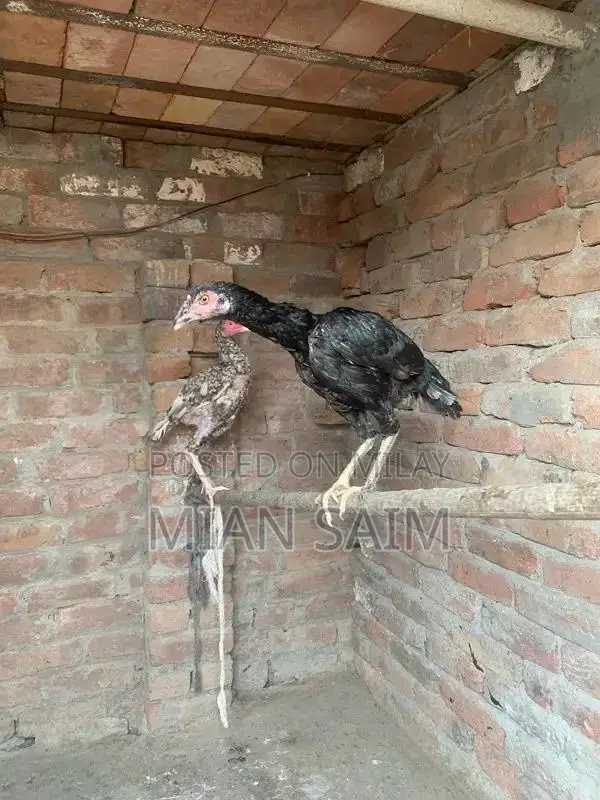 Authentic Aseel Chickens - High-Quality Breeding Pair