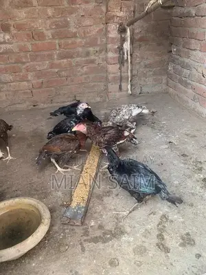 Authentic Aseel Chickens - High-Quality Breeding Pair