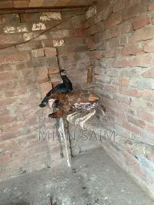 Authentic Aseel Chickens - High-Quality Breeding Pair