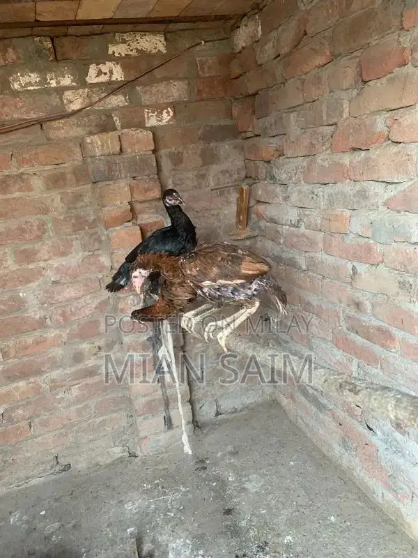 Authentic Aseel Chickens - High-Quality Breeding Pair