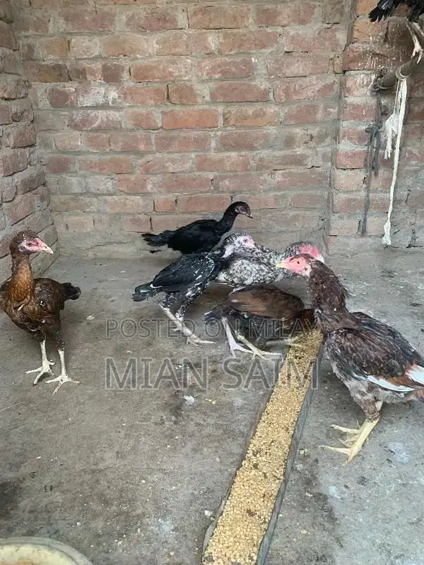 Authentic Aseel Chickens - High-Quality Breeding Pair