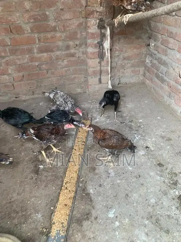 Authentic Aseel Chickens - High-Quality Breeding Pair