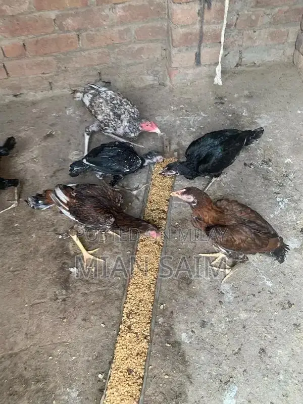 Authentic Aseel Chickens - High-Quality Breeding Pair