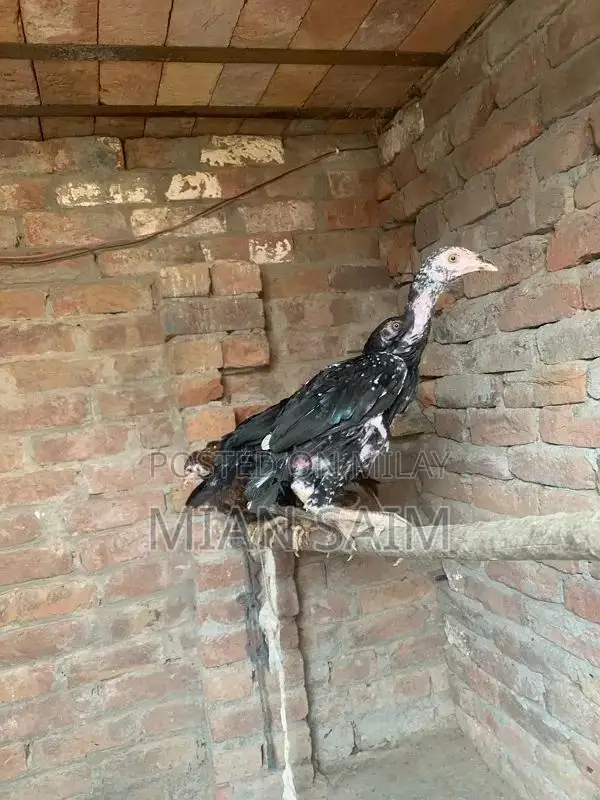 Authentic Aseel Chickens - High-Quality Breeding Pair